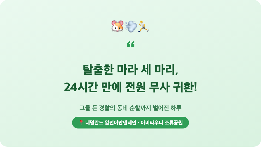 탈출한 파타고니아마라 세 마리가 24시간 만에 전원 무사 귀환했다는 내용을 강조한 인용 박스